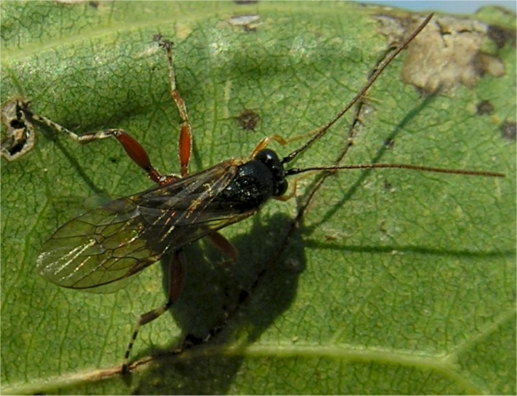 larve di lepidottero defoliatore: Clostera anastomosis